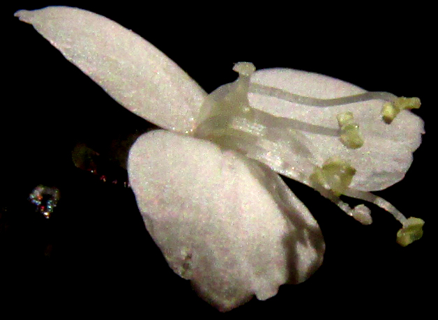 CALLISIA CORDIFOLIA, flower from side