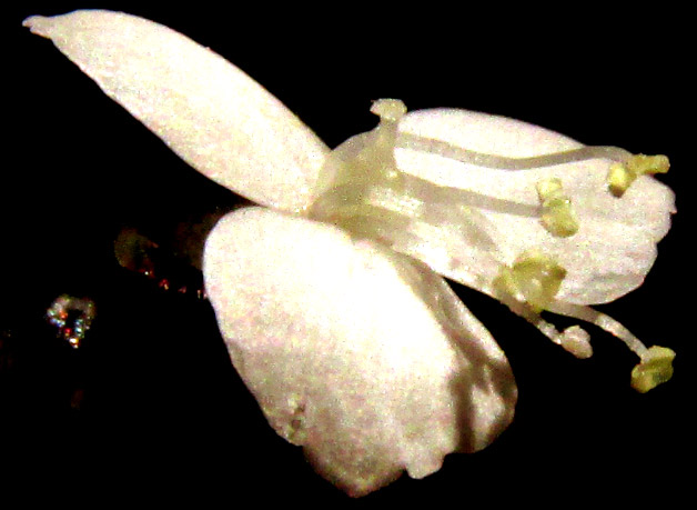 CALLISIA CORDIFOLIA, flower from side