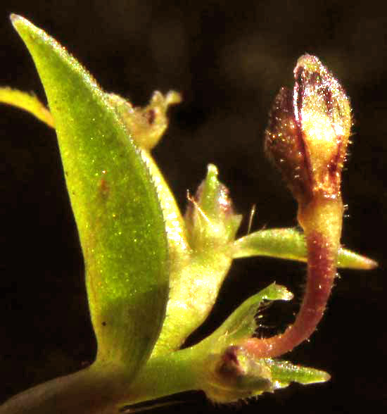 CALLISIA CORDIFOLIA, fruit