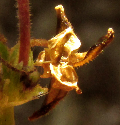 CALLISIA CORDIFOLIA, open capsule