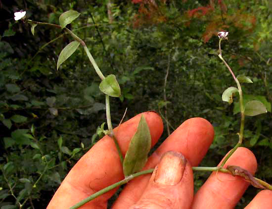 CALLISIA CORDIFOLIA, flowering side sprout