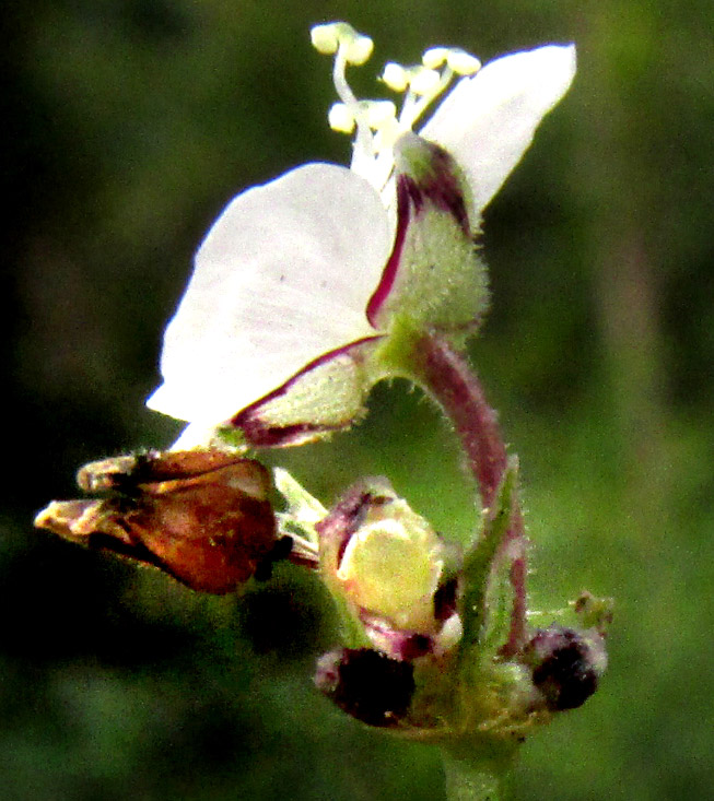 CALLISIA CORDIFOLIA, sepals