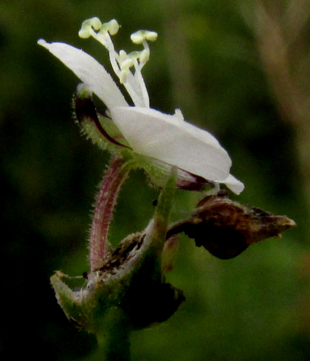 CALLISIA CORDIFOLIA, bracts below inflorescence