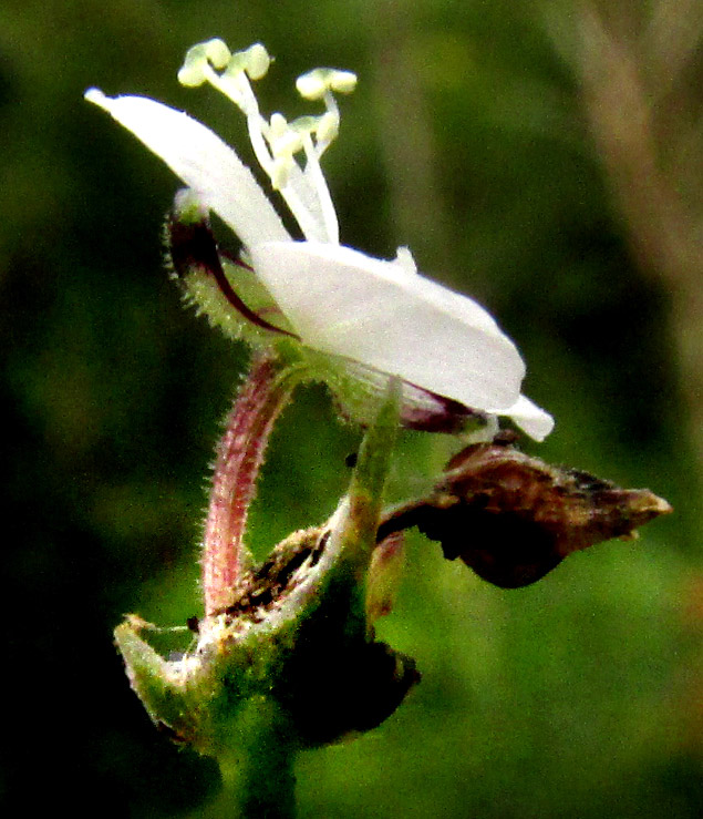 CALLISIA CORDIFOLIA, bracts below inflorescence