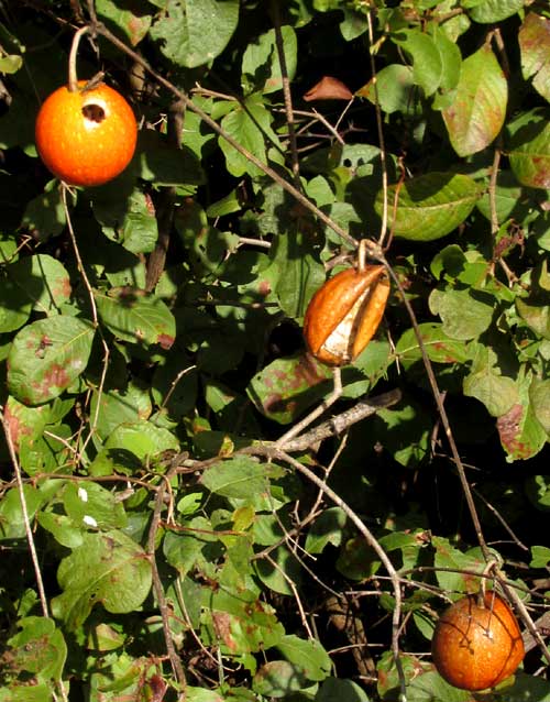 CIONOSICYOS EXCISUS, mature fruits