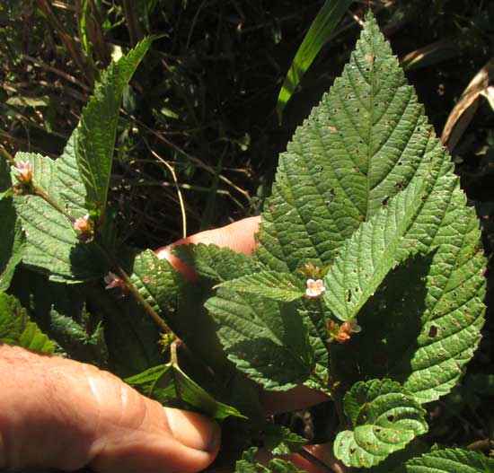 MELOCHIA NODIFLORA