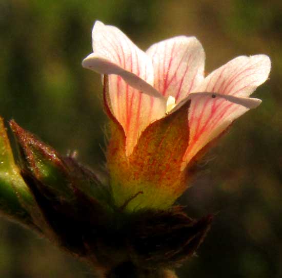 MELOCHIA NODIFLORA, flower side view