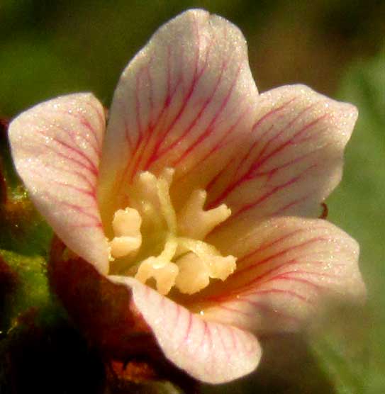 MELOCHIA NODIFLORA, flower from front