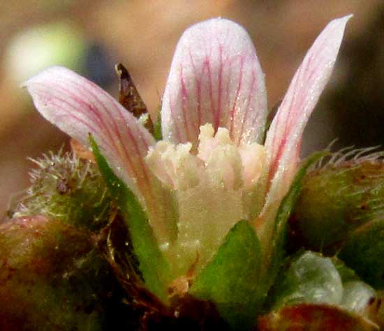 MELOCHIA NODIFLORA, flower longitudinal section