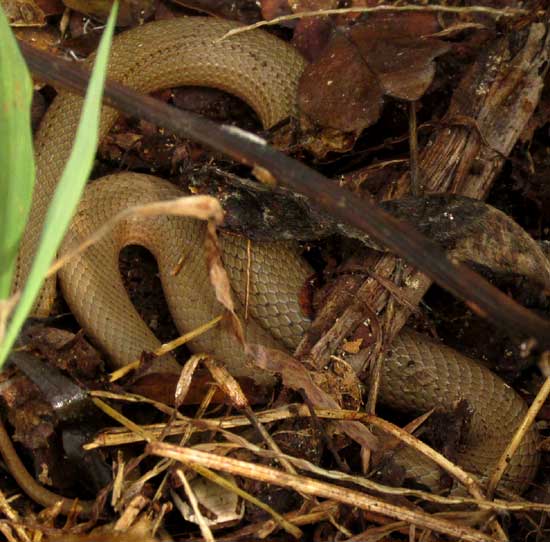 Neotropical Racer, MASTIGODRYAS MELANOLOMUS, dark markings on head