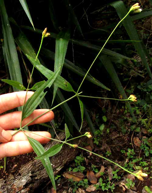 Pearlhead, ISOCARPHA OPPOSITIFOLIA