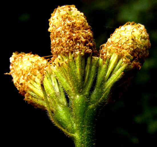 Pearlhead, ISOCARPHA OPPOSITIFOLIA, flowers