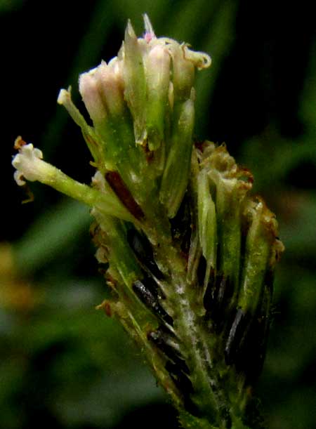 Pearlhead, ISOCARPHA OPPOSITIFOLIA, flower longitudial section