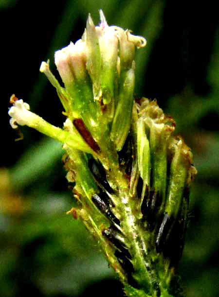 Pearlhead, ISOCARPHA OPPOSITIFOLIA, flower longitudial section