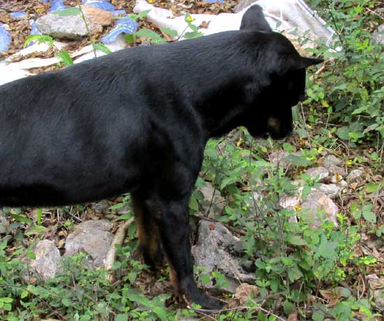 ALDAMA DENTATA, plant being eaten by dog