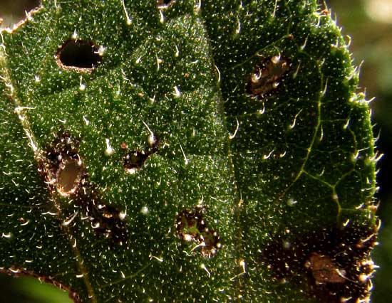 ALDAMA DENTATA, scabrous leaf surface