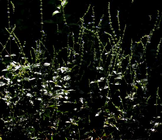 SALVIA MISELLA along footpath