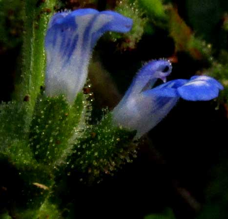 SALVIA MISELLA, flowers