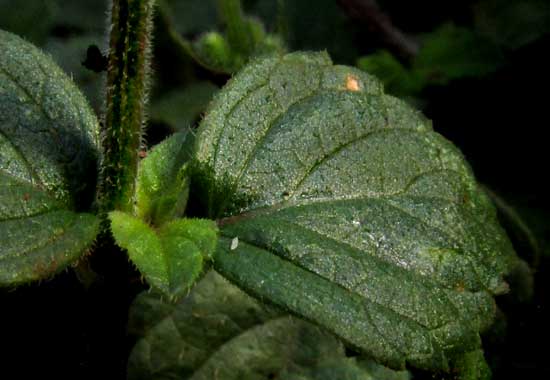 SALVIA MISELLA leaves