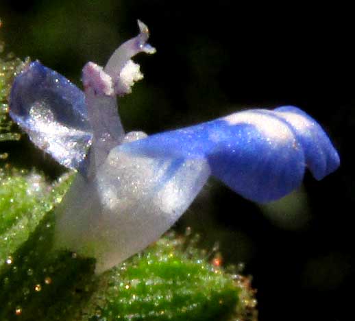 SALVIA MISELLA, stamens & style