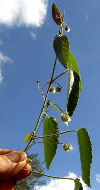 TRAGIA YUCATANENSIS