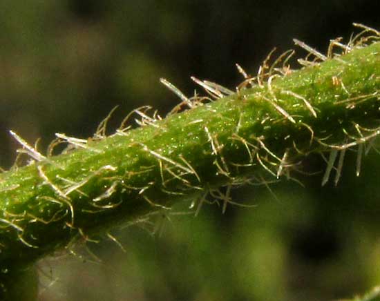 TRAGIA YUCATANENSIS, stinging hairs on stem