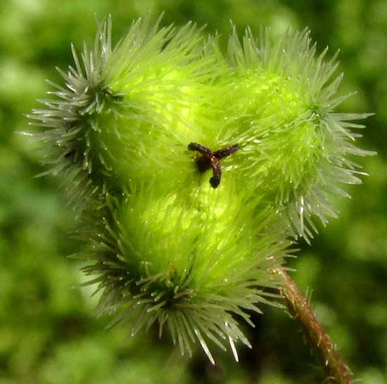 TRAGIA YUCATANENSIS, fruit with stinging hairs