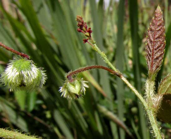 TRAGIA YUCATANENSIS, immature fruits and inflorescence of male flowers