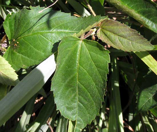 TRAGIA YUCATANENSIS, leaves