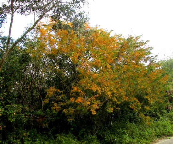 Yucatan Caesalpinia, CAESALPINIA YUCATANENSIS, leaves turned yellow