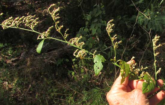 CELOSIA VIRGATA, infloresence