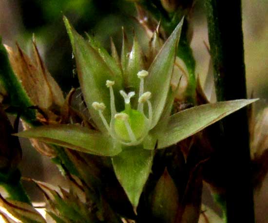 CELOSIA VIRGATA, flower