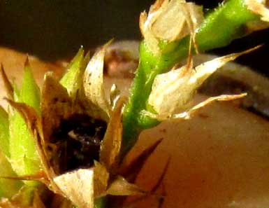 CELOSIA VIRGATA, open utricle