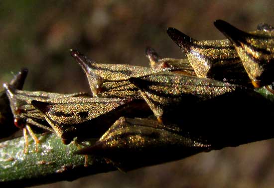 cf. ECHENOPA SERICEA