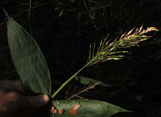 OLYRA LATIFOLIA, fruiting head