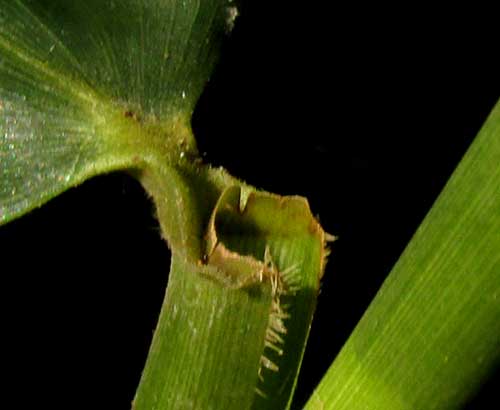 OLYRA LATIFOLIA, pseudopetiole