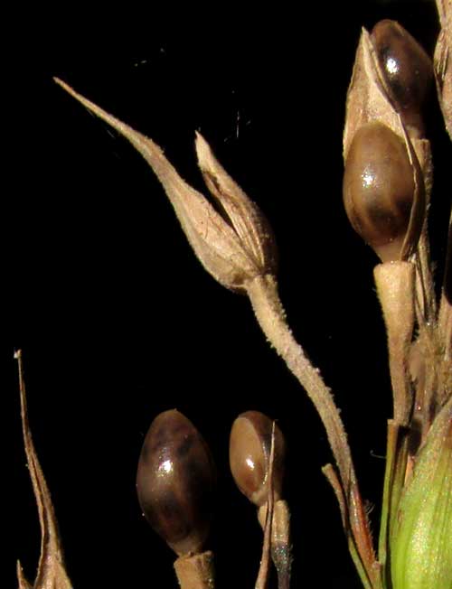 OLYRA LATIFOLIA, caryopsis fruits