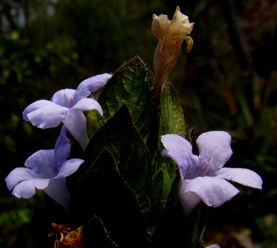 BLECHUM PYRAMIDATUM, flowers and bracts