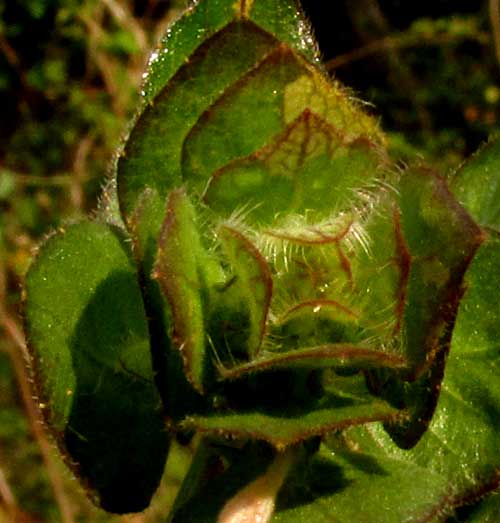 BLECHUM PYRAMIDATUM, bracts from above