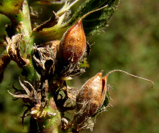 BLECHUM PYRAMIDATUM, fruit