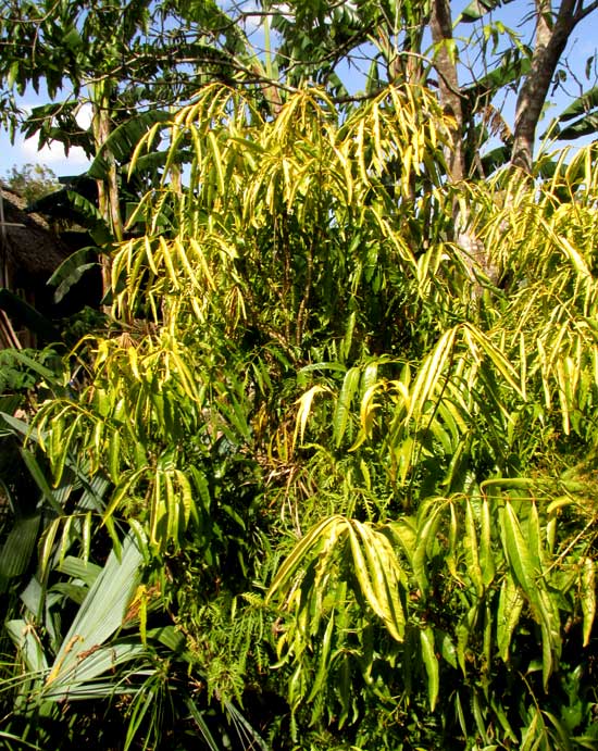 Ming Aralia, POLYSCIAS FRUTICOSA