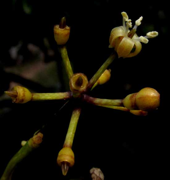 Ming Aralia, POLYSCIAS FRUTICOSA, terminal flower cluster