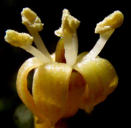 Ming Aralia, POLYSCIAS FRUTICOSA, flower