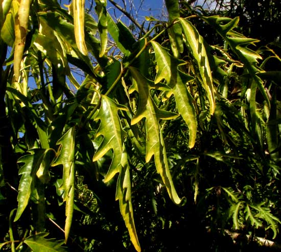 Ming Aralia, POLYSCIAS FRUTICOSA, leaf