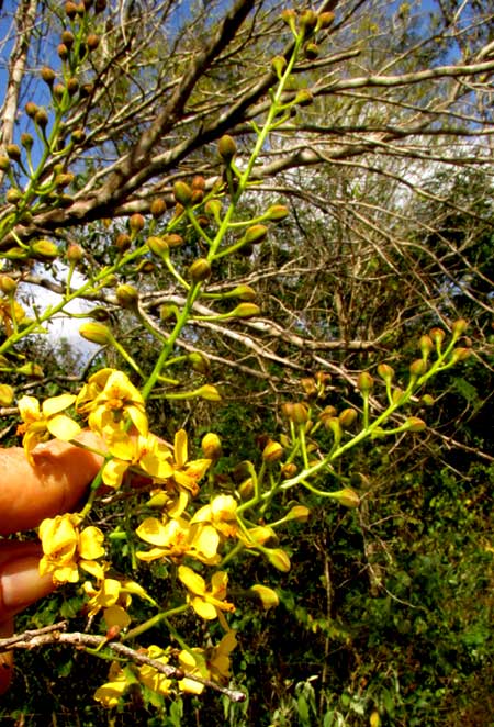 CAESALPINIA YUCATANENSIS, flowering racemes
