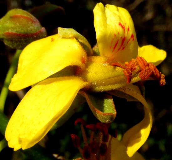 CAESALPINIA YUCATANENSIS, flower from front