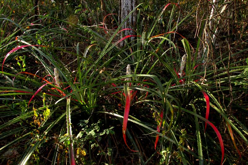 Piñuela, BROMELIA PINGUIN, colony