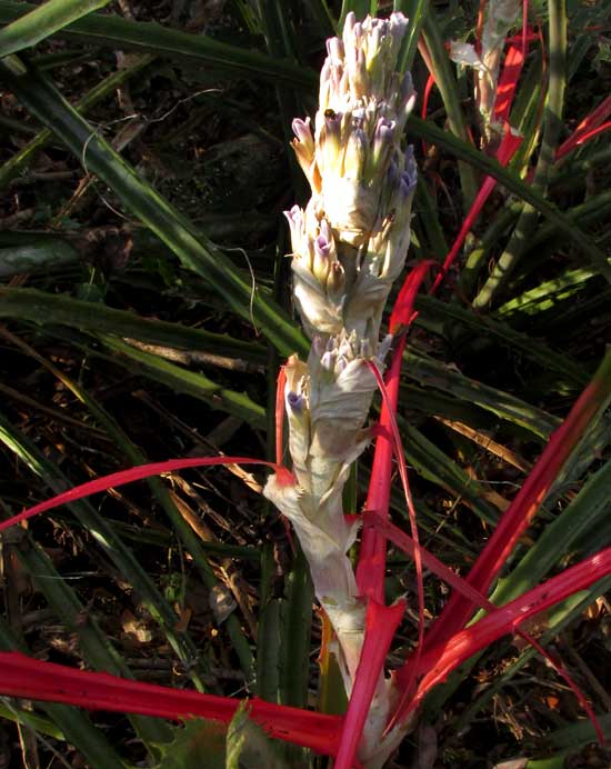 Piñuela, BROMELIA PINGUIN, flowering head in early stage