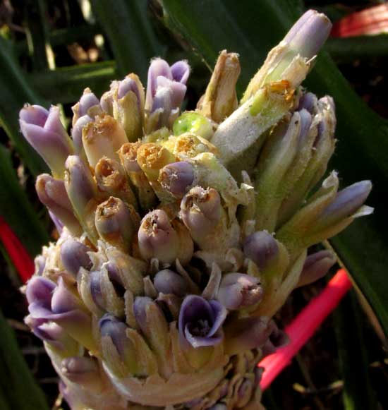 Piñuela, BROMELIA PINGUIN, flowers atop inflorescence