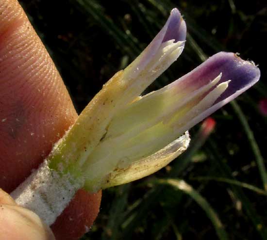 Piñuela, BROMELIA PINGUIN, flower open to show stamens